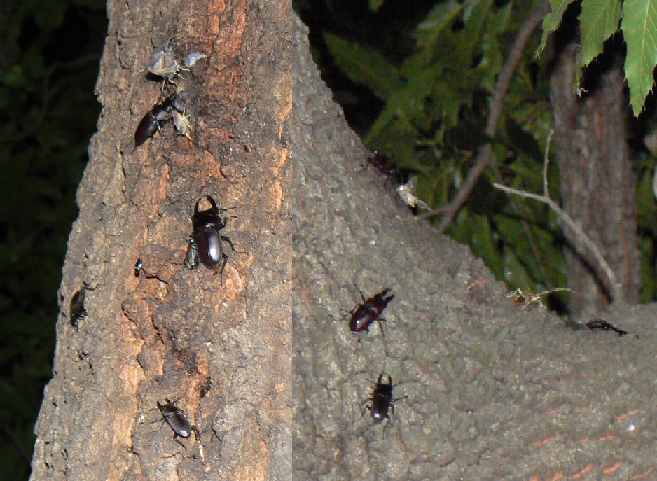 団地前のクヌギ_正面4m上の幹別れ部分 ノコギリクワガタ コクワガタ ヤブキリ_2021年6月2日19時40分頃 気温22度